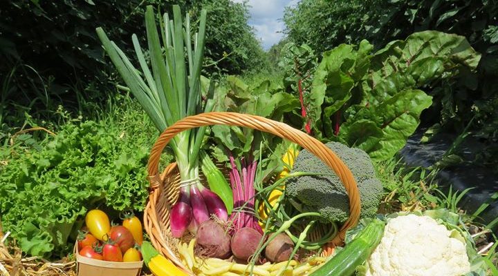 reserve-organic-food-baskets-for-the-2019-season