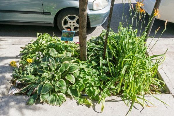 adopt-a-tree-pit-and-or-an-edible-sidewalk