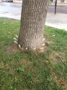 agrilefrene-insecte-arbres-Montreal-11