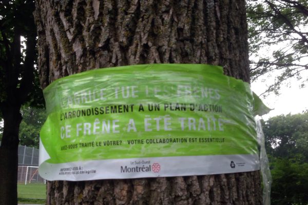 agrilefrene-insecte-arbres-Montreal-11