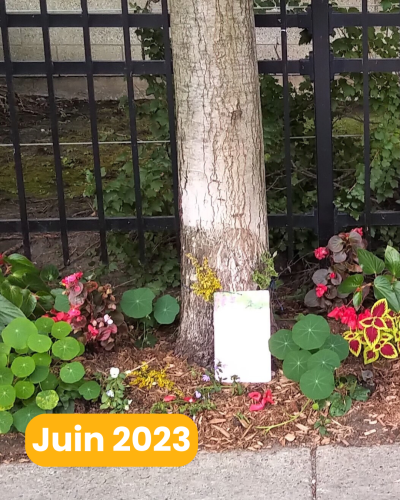 En juin, nos deux éco-citoyen·nes passent à l’action : avec le soutien de l’éco-quartier Peter-McGill, ils adoptent le carré d’arbre et le végétalisent.