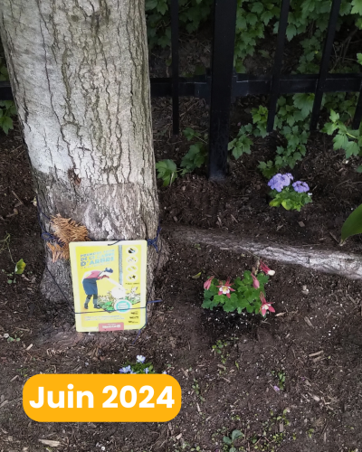 Le carré d’arbre fête son 1er anniversaire et il est temps de planter de nouvelles plantes annuelles et vivaces distribuées par l’éco-quartier.