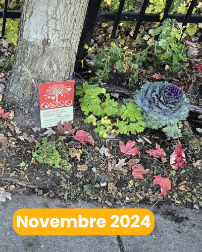 Le carré d’arbre se transforme à l’approche de l’hiver. Des choux y ont été plantés, en s’inspirant des plantations de Central Park, pour apporter de la couleur, ainsi qu’une épinette naine de l’Alberta et une Aster aux fleurs violettes. Des feuilles mortes de l’érable adopté ont été laissées en lit sur le sol pour le nourrir et profiter des couleurs d’automne qui égayent l’espace végétalisé.