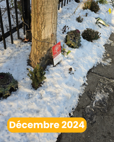 C’est l’arrivée des premières neiges : les végétaux sont dégagés à la main par les éco-citoyen·nes pour qu’ils ressortent du tapis neigeux. On espère maintenant revoir les annuelles et les vivaces réapparaître au printemps prochain! Pour protéger le carré d’arbre, de petits fanions y ont été planté avant le gel du sol, pour signaler sa présence aux déneigeurs de la Ville.