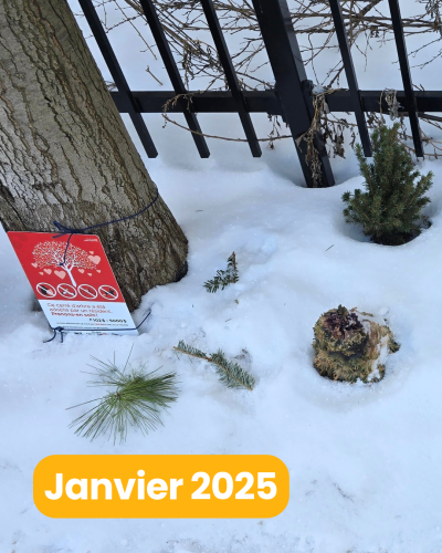 Sont ajoutés de petits bouts de branches de sapins ramassés sur les arbres de Noël déposés sur les trottoirs du quartier pour la collecte. Des pommes de pin deviennent des éléments décoratifs dans la neige : une bonne astuce de récupération, pour donner une seconde vie à des matières.